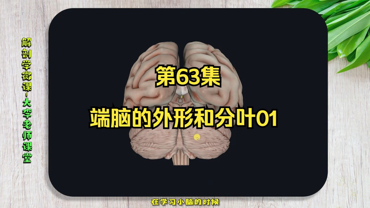 第63集 端脑的外形和分叶1大脑的分区 温馨提示:学习【3D人体解剖学微课全集】请到评论区置顶帖点击进入全集课程哔哩哔哩bilibili