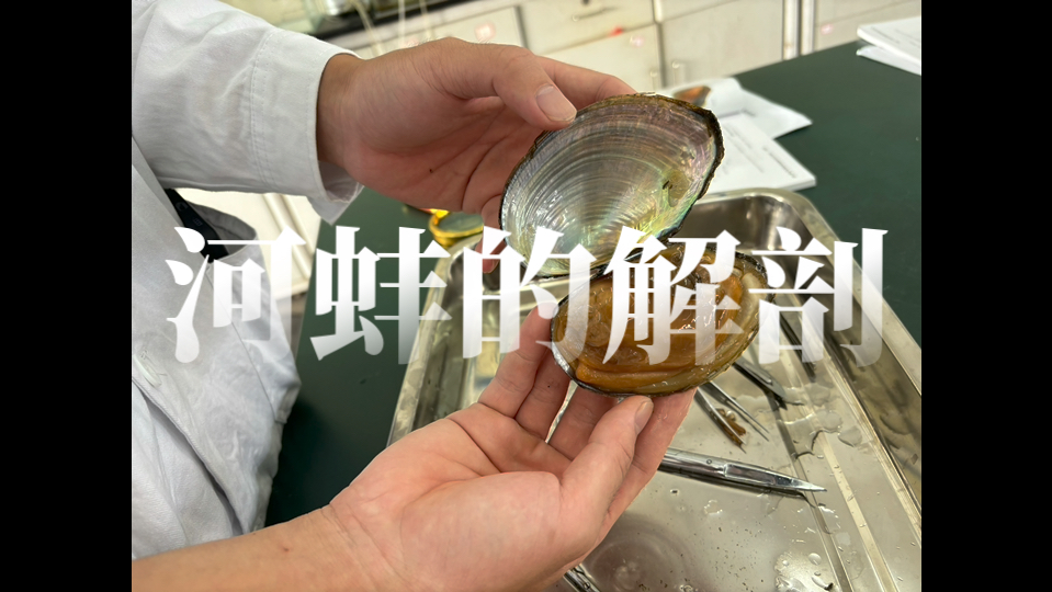 河蚌的解剖