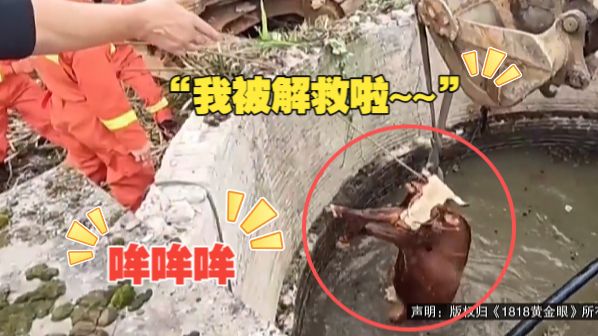 【1818黄金眼】黄牛掉进水池被挖掘机吊上岸 熟悉牛脾气的村民很热心