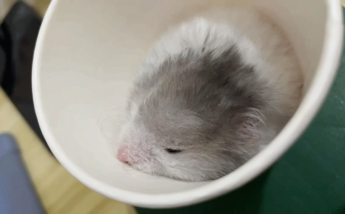 幼年金丝熊团子-快来贴贴