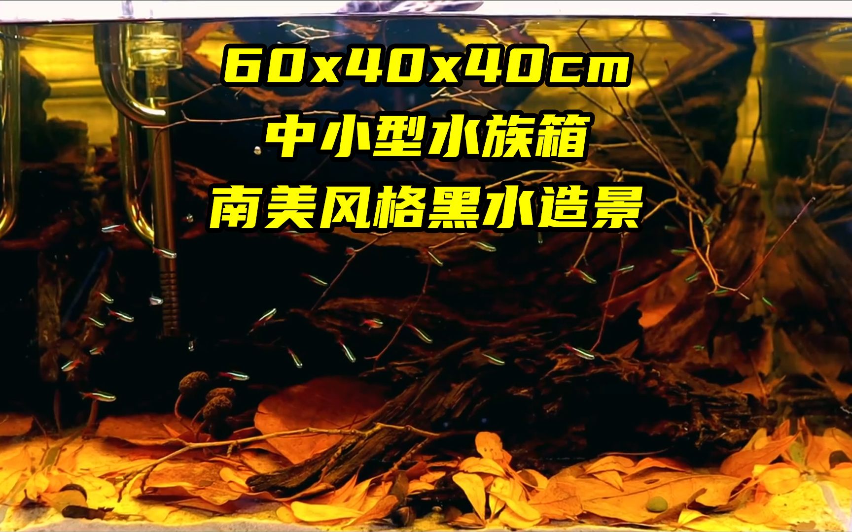 大家心心念念的南美风格造景来了,60cm中小型水族箱,黑水造景哔哩哔哩bilibili