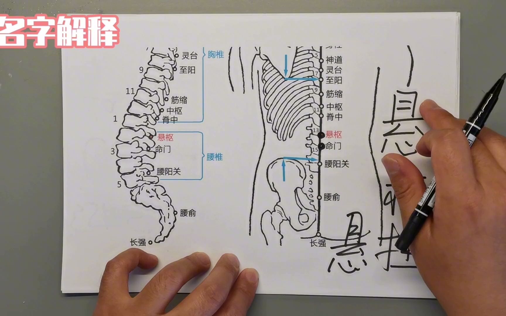 「草本郎中」神奇的穴位——脊柱保健的常用穴位,还可以健脾胃.悬枢.哔哩哔哩bilibili