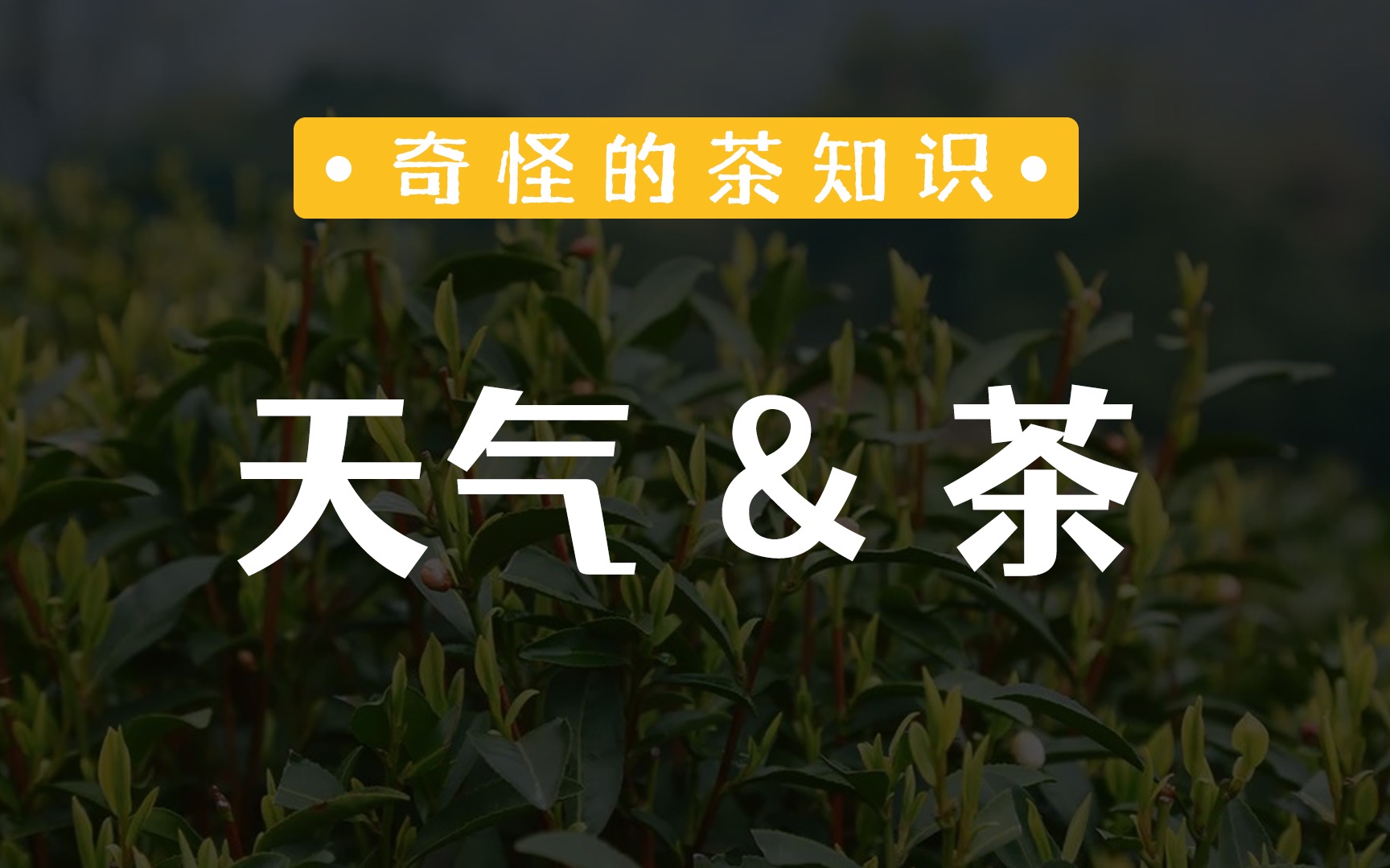 [图]自然 | 天气&茶的和谐关系，看天做茶是不是真的？天气对品茶的影响