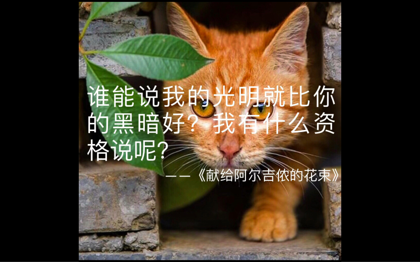 [图]一只intp的私人书摘（《献给阿尔吉侬的花束》摘）