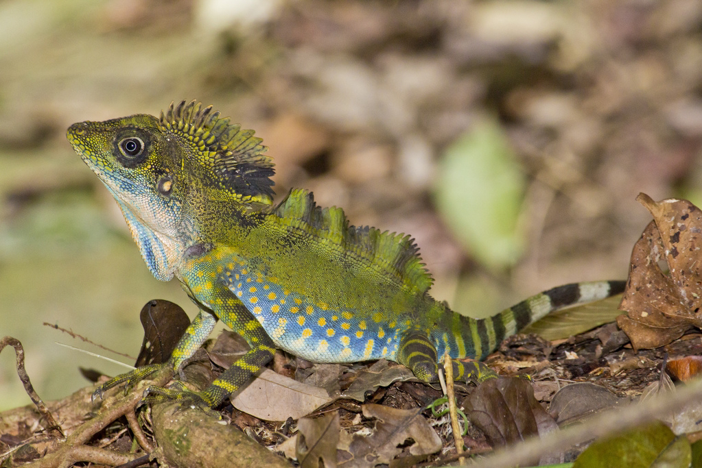 黄点头角蜥 gonocephalus grandis