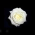 【动态歌词排版分享】白玫瑰与红玫瑰-陈奕迅 | 虐向剪辑适用
