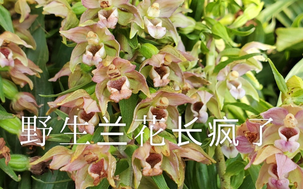 花园里的野生兰花长疯了Helleborine哔哩哔哩bilibili