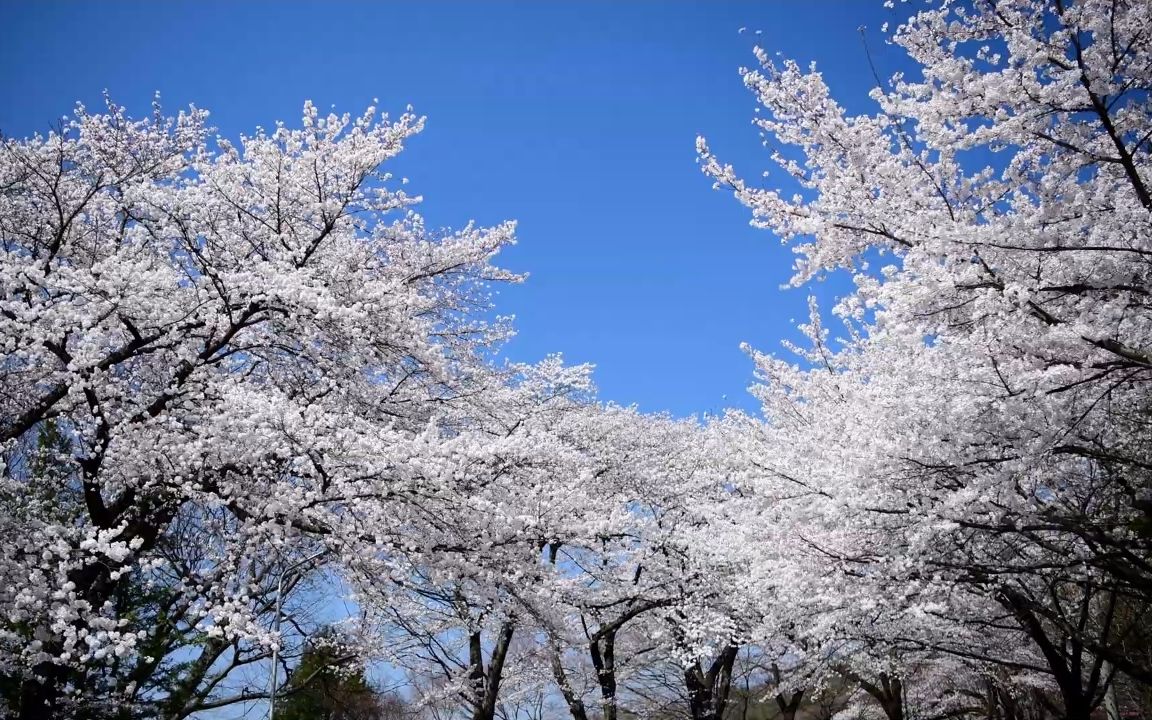【超清日本】第一视角 信州的山樱随风摇曳 2020.