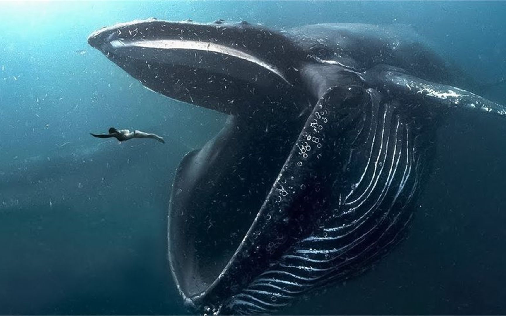 海洋中最大的生物图片