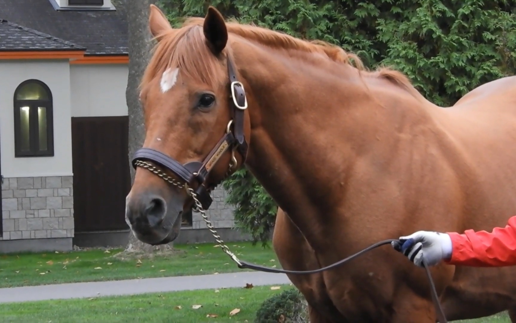 グラスワンダー 19.10月 24岁的草上飞