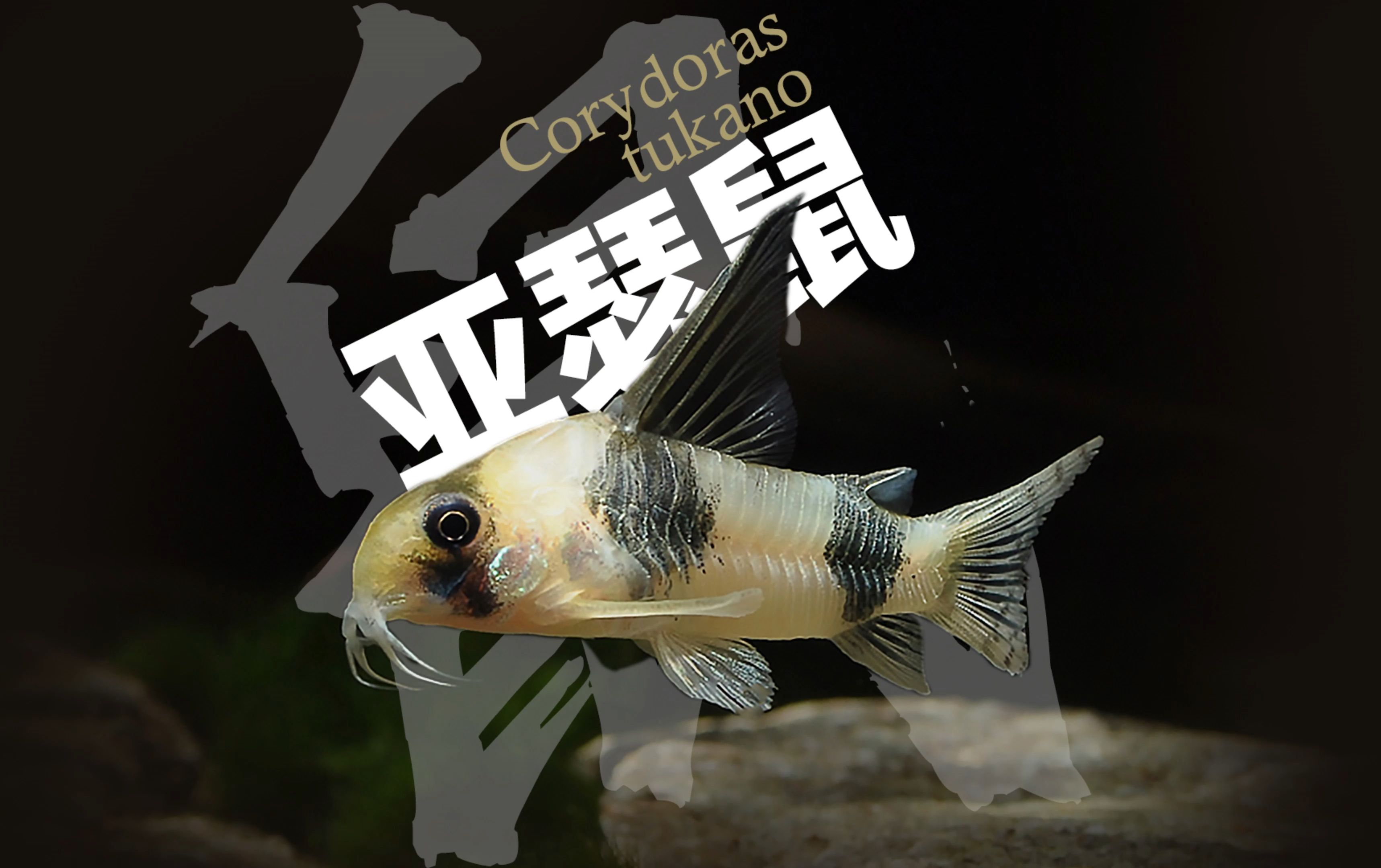 亚瑟鼠鱼Corydoras tukano哔哩哔哩bilibili