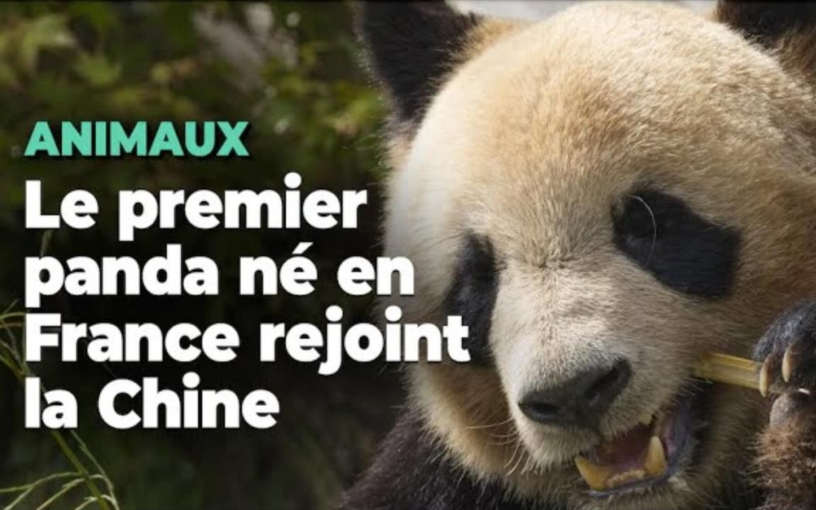 第一只出生在法国的熊猫圆梦将很快抵达中国,期待!
