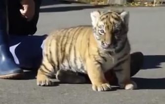 [图]超萌短腿小老虎！How cute baby tiger so lovely,