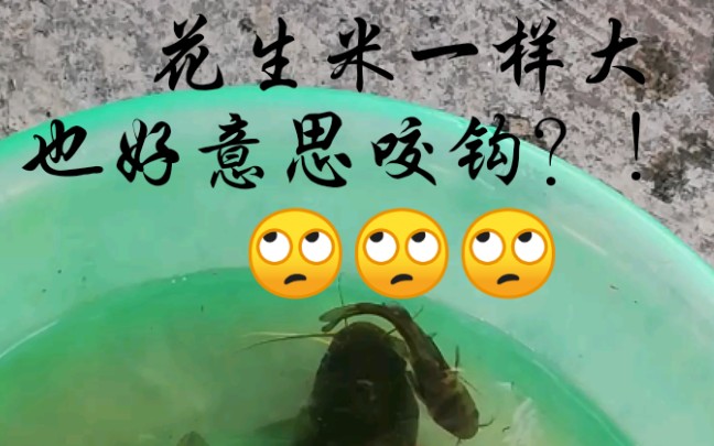 钓获盘点,花生米大小的汪刺……滚回去,吃肥了再来咬钩!