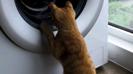 看洗衣机洗衣服的小猫咪
