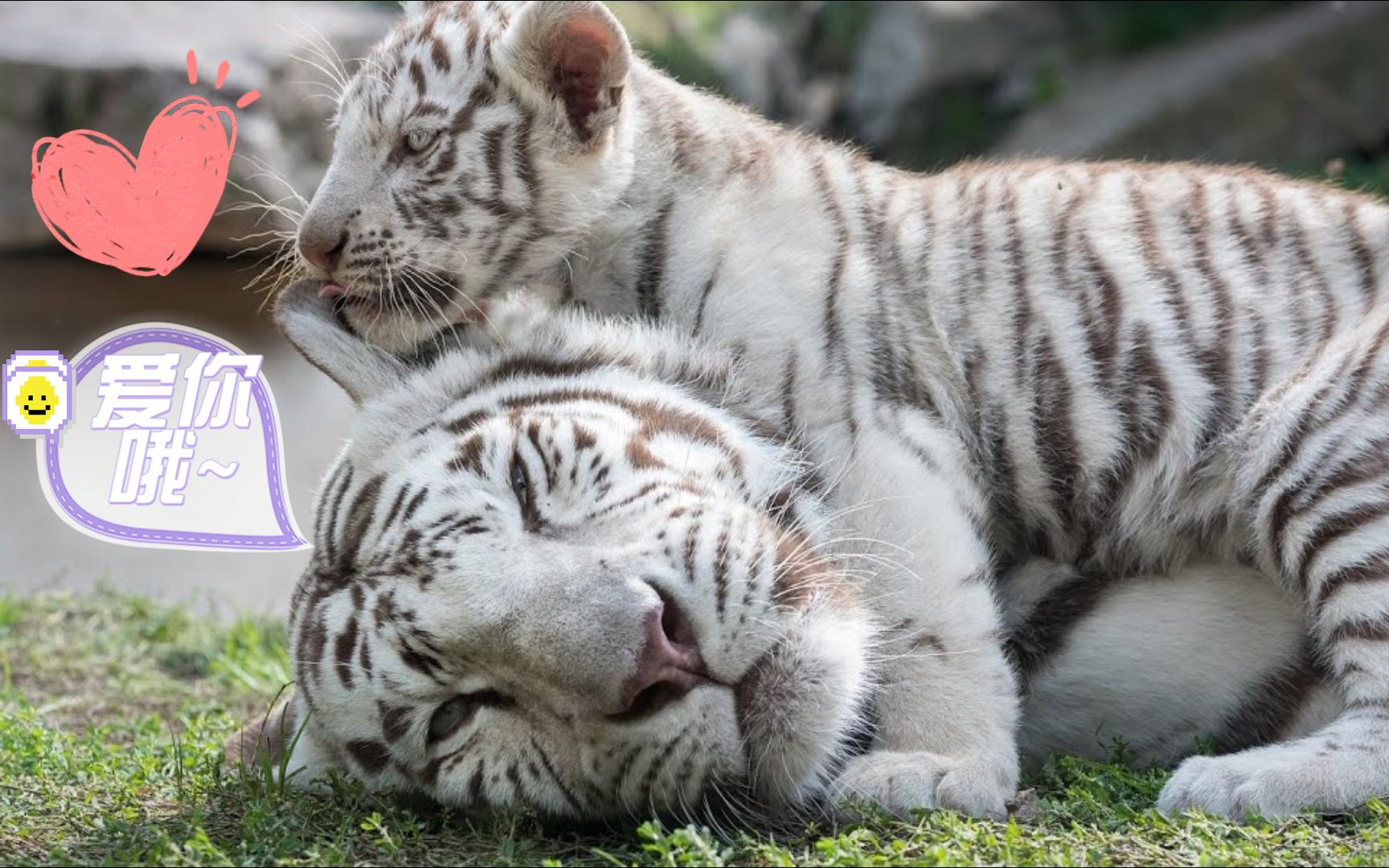 动物园里最稀有且漂亮的动物-白虎妈妈与她的可爱宝宝,愿世界的美好与