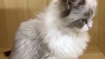 我在是用吊坠逗猫咪玩