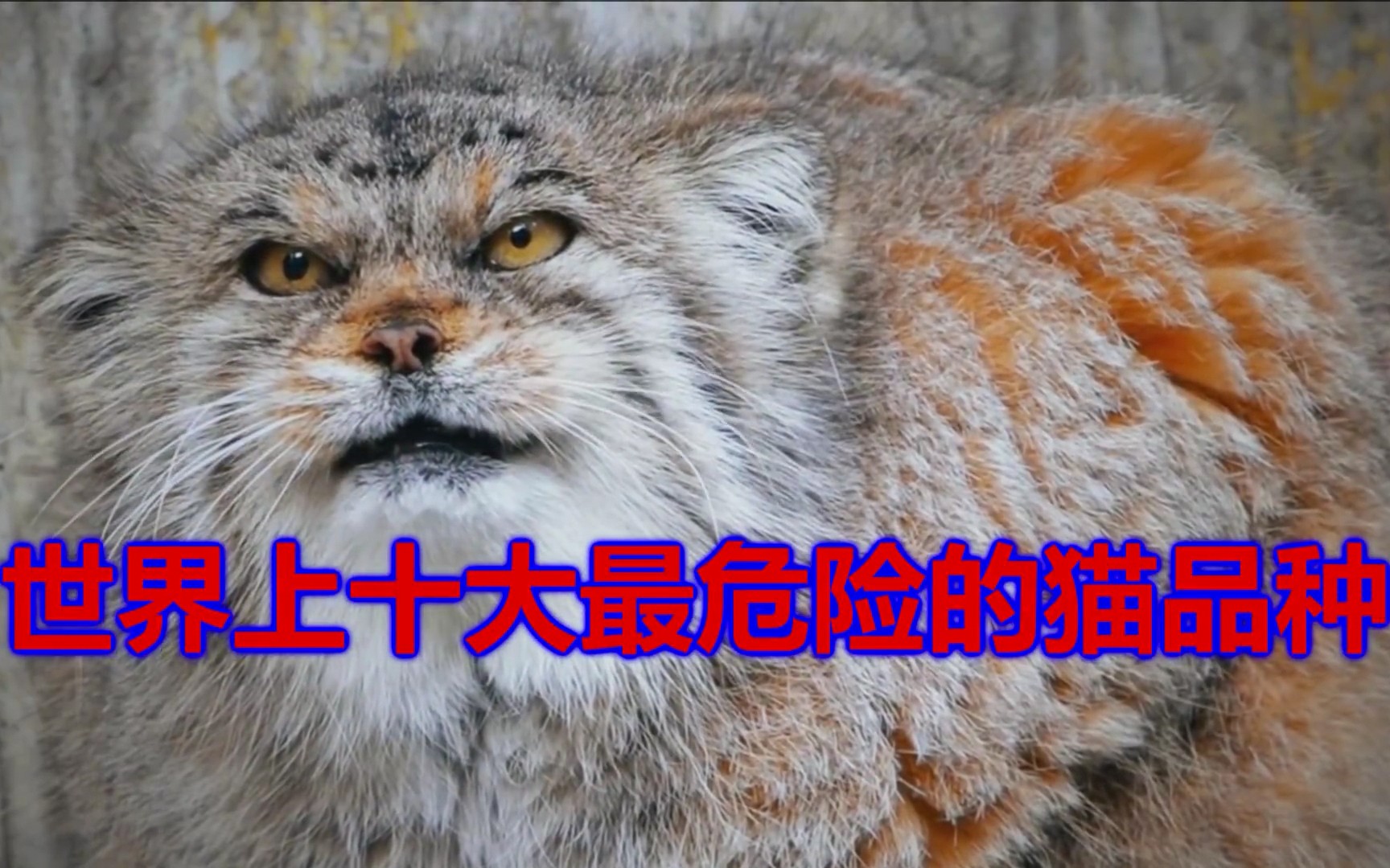 世界上十大最危险的猫咪品种,敢养的都是狠人!惹它生气了直接打120吧!