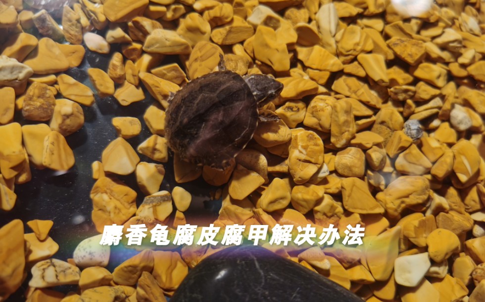 麝香龟腐皮腐甲解决办法
