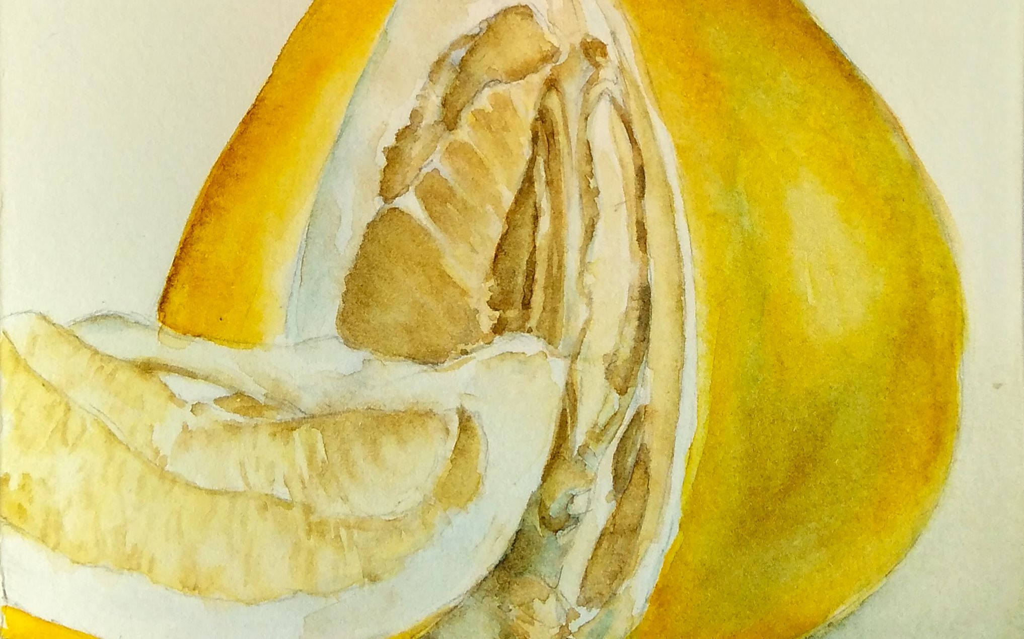 【静物水彩】柚子