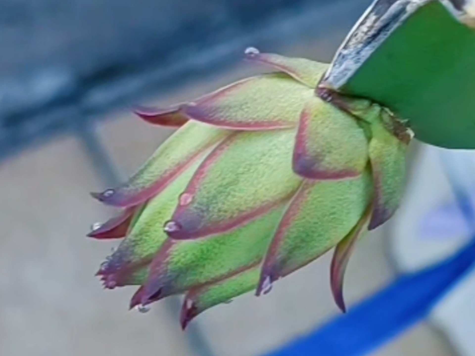 这火龙果种了2年终于来了第一个花苞,不知道能不能结果成功