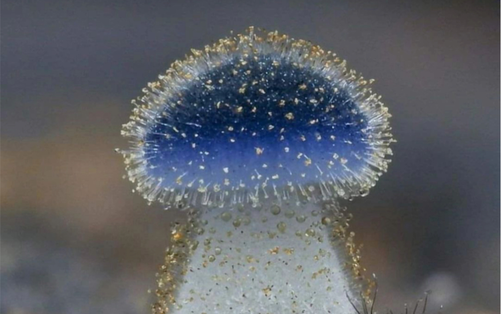 仅1mm的蓝头小蘑菇,不知道吃起来味道怎么样?