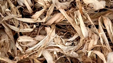 榆树皮刨花-榆树皮戏曲用品-天然榆树内皮制品-在贴鬓等的定发行为中