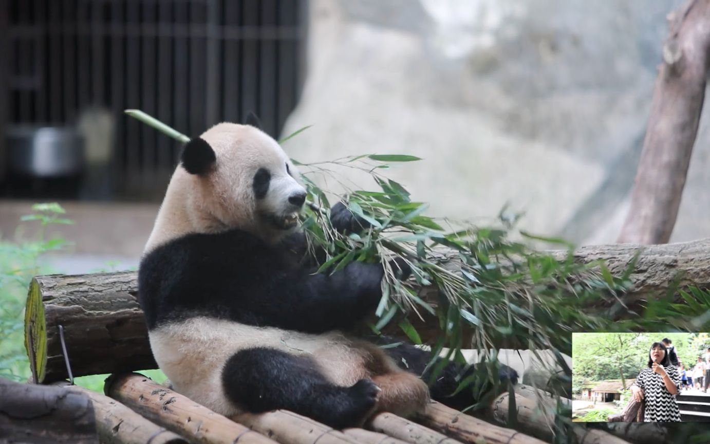 [图]宝藏老师动物园讲课，大熊猫的便便是香的