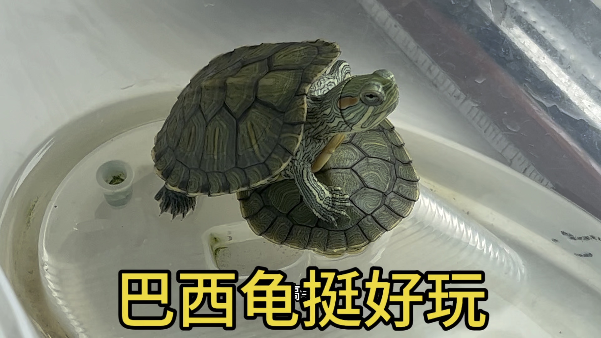 巴西龟挺好玩,很好养的.