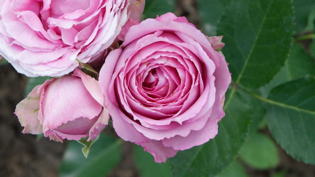 【植物】月季——薰衣草蕾丝