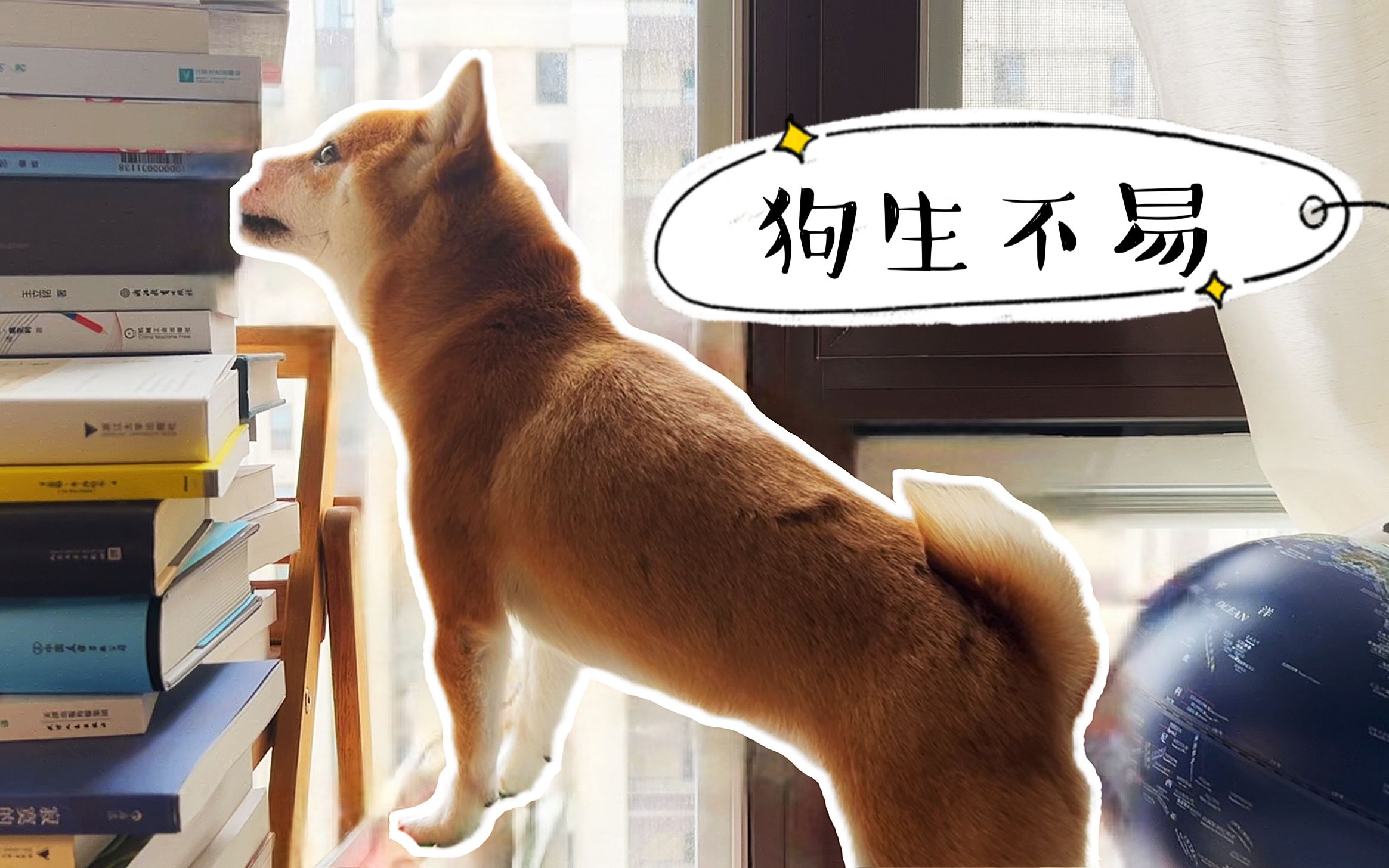 小柴犬狗生不易|3个月时骨折|1岁时癌症