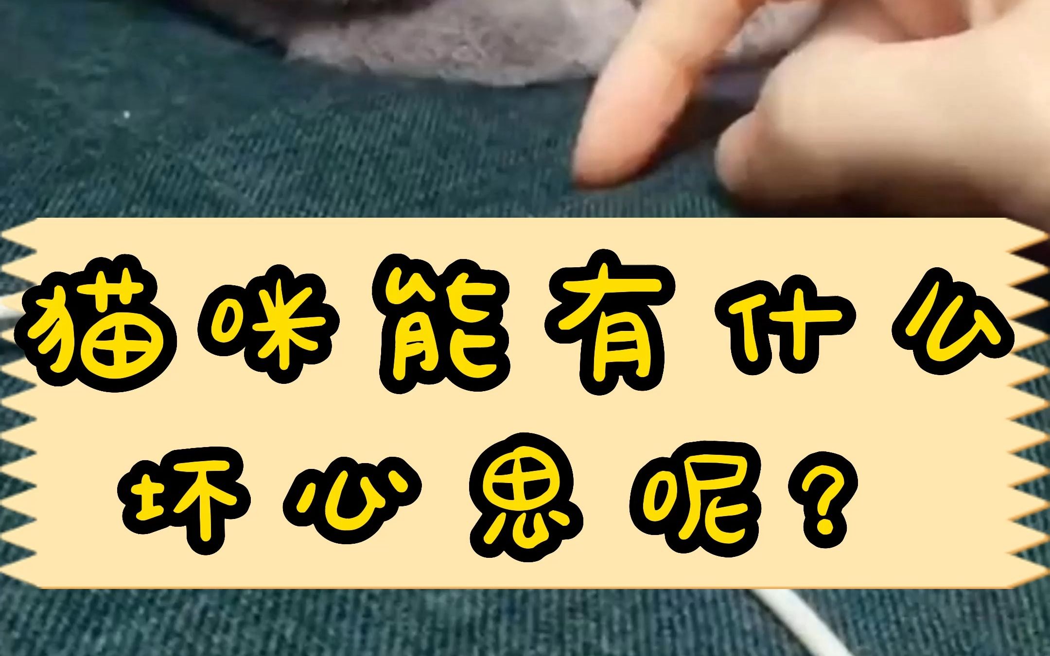 猫咪能有什么坏心思呢