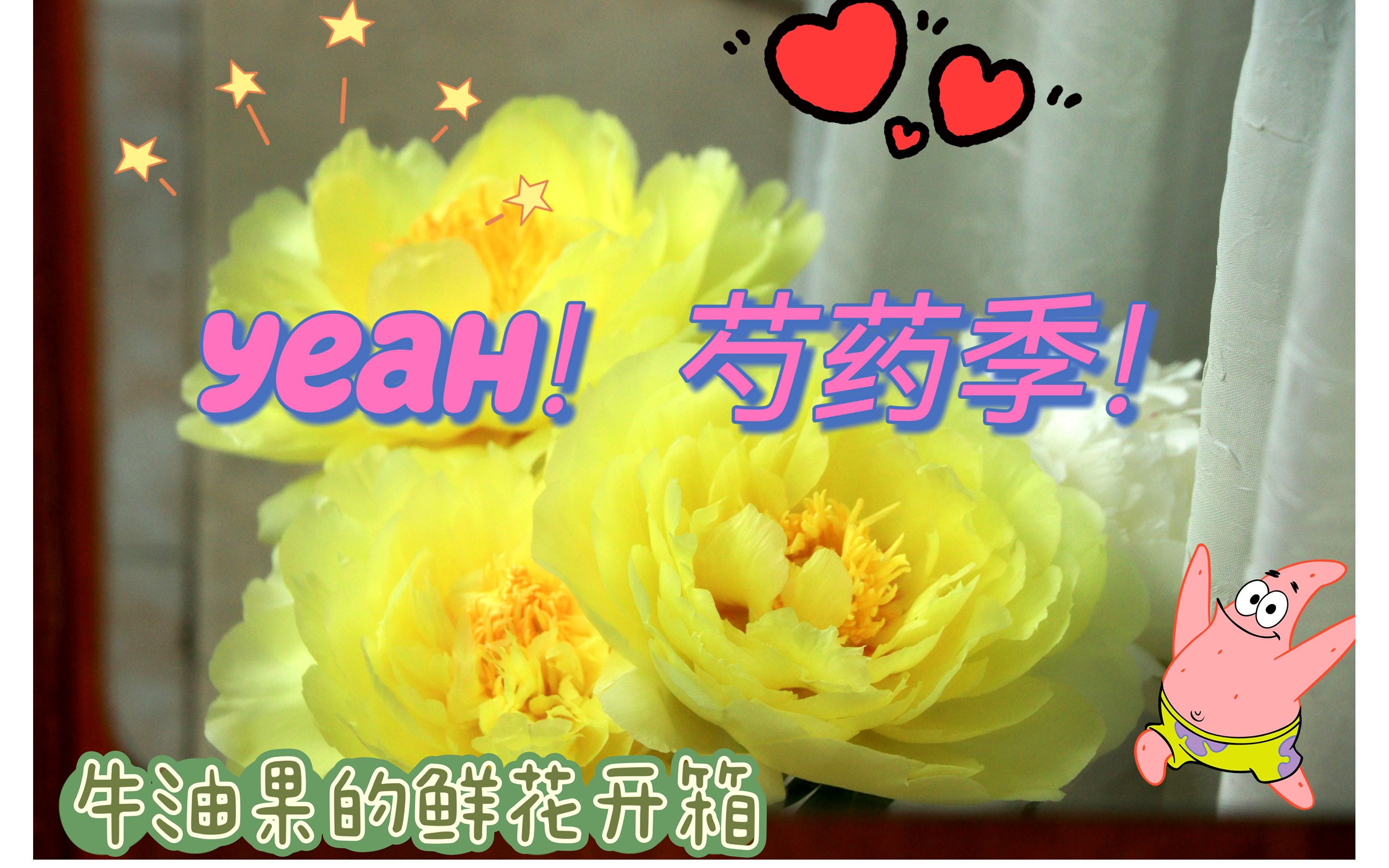 4月鲜花开箱~芍药季,解锁多种华丽花型~即使因为掉瓣天天打扫也值得哔哩哔哩bilibili