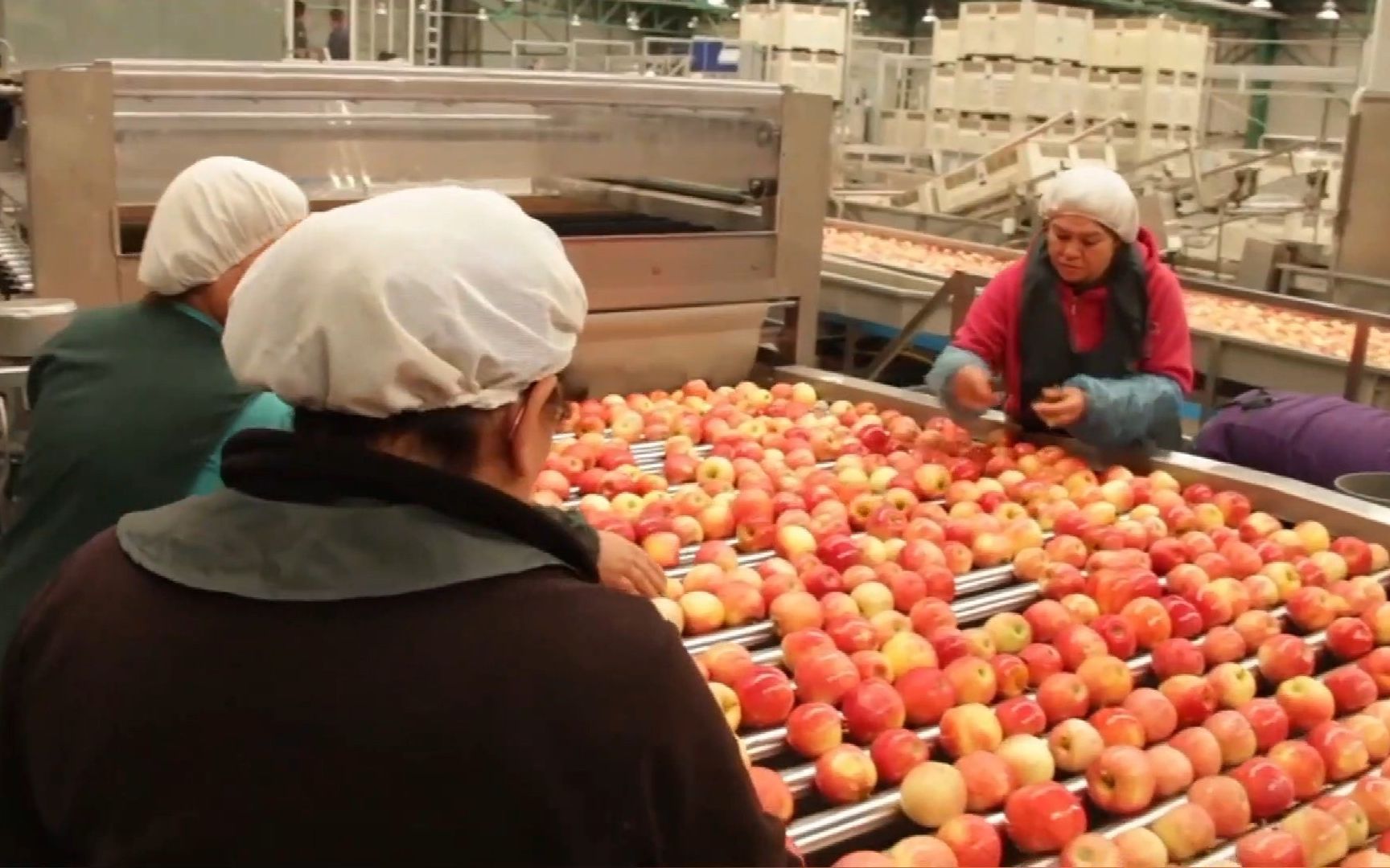 苹果流水线实拍,从采摘到清洗一气呵成_哔哩哔哩 (゜-゜)つロ 干杯