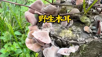 Download Video: 雨后阴天最适合进山摘木耳啦！各个都是高颜值！