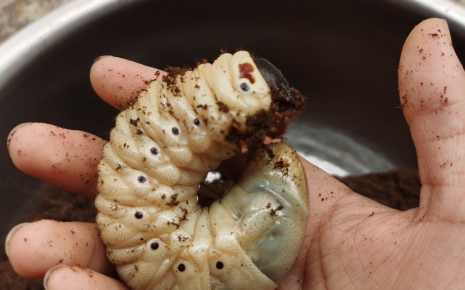 大肉肥虫子