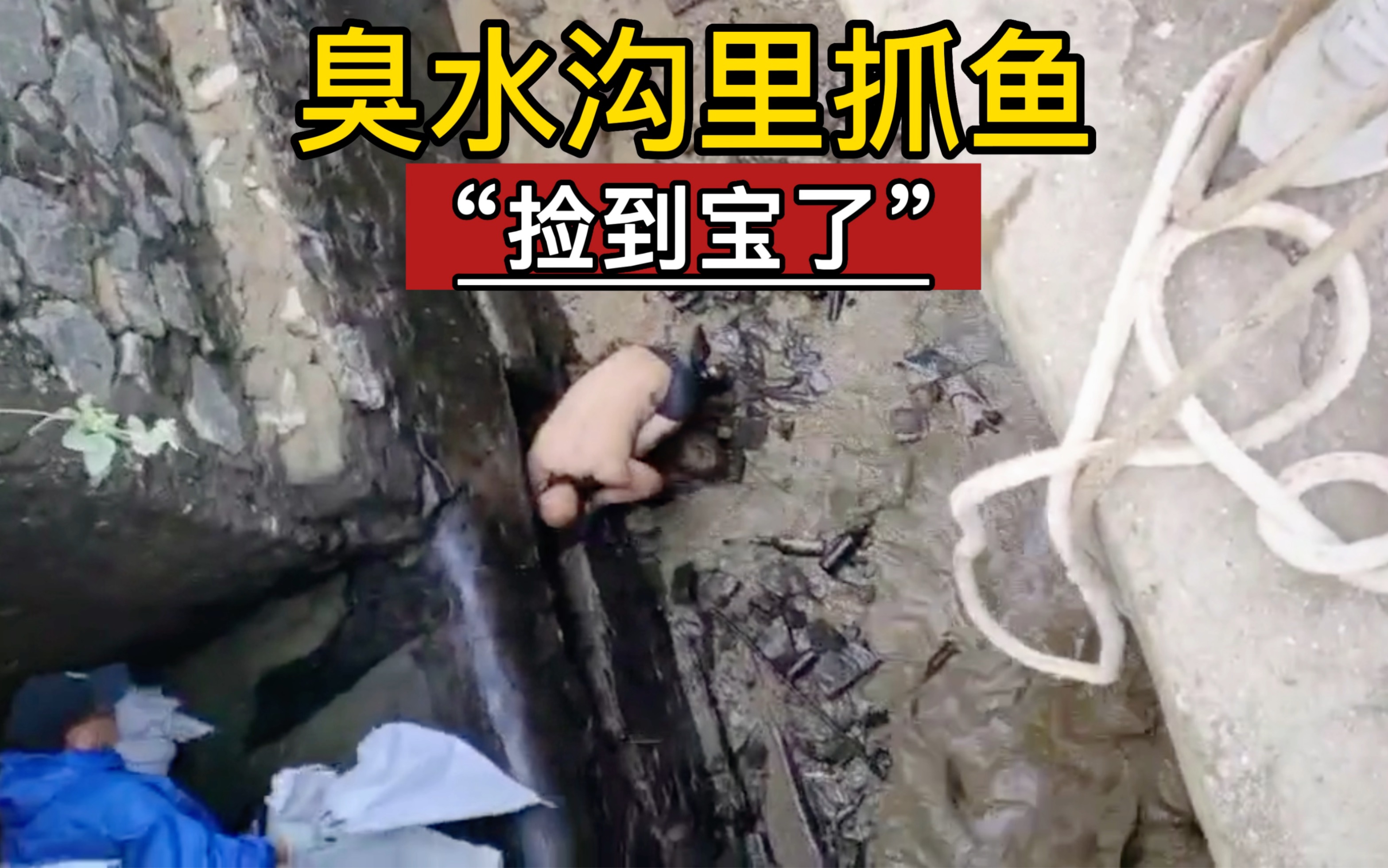 真是万万没想到啊,不起眼的臭水沟藏这么多鱼,抓鱼的乐开了花