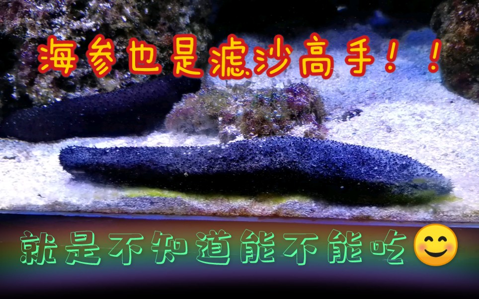 【海参】长得不好看,全身肉刺,就是不知道好不好吃.听说也是个滤沙高手!养在海缸里就是一坨黑.哔哩哔哩bilibili