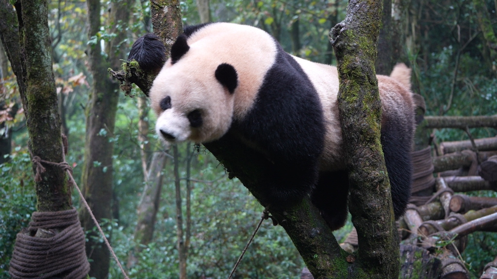 【大熊猫奥莉奥】20231012奥莉奥爬树玩耍