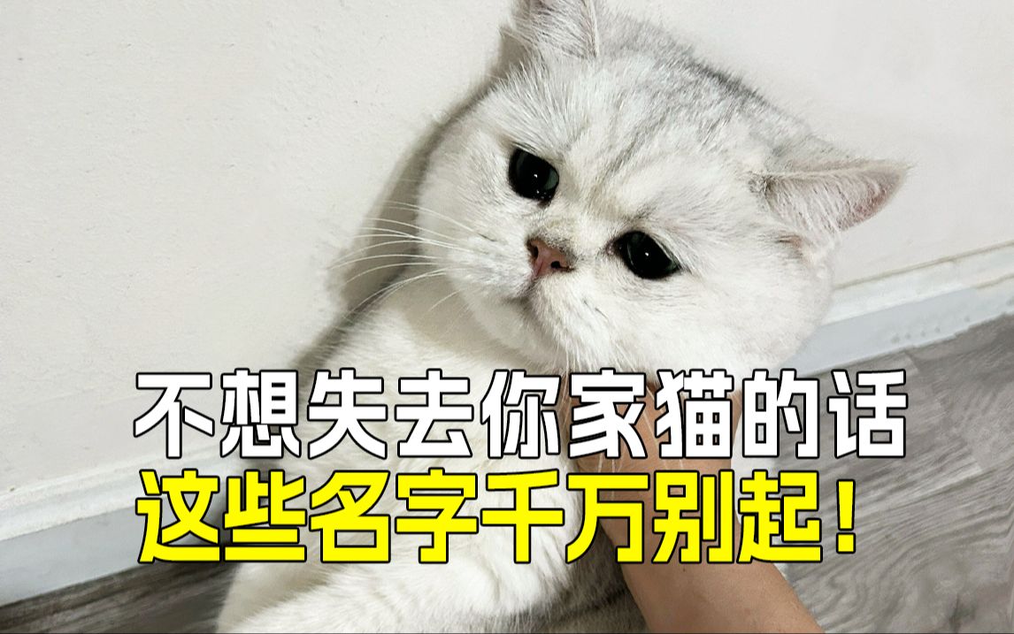 千万别给猫咪起这些名字,否则你会后悔𐟒”哔哩哔哩bilibili