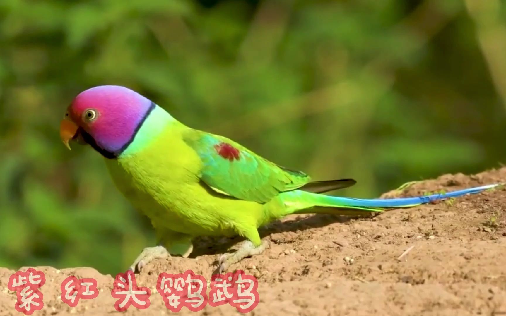 奇妙的鸟:紫红头鹦鹉