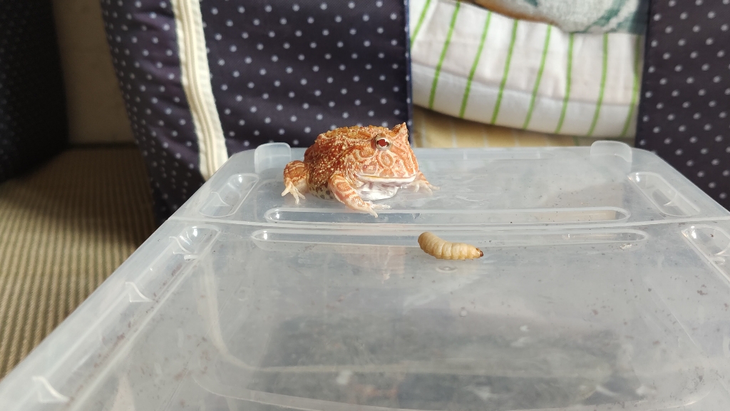 可爱的血丝南瓜_哔哩哔哩_bilibili