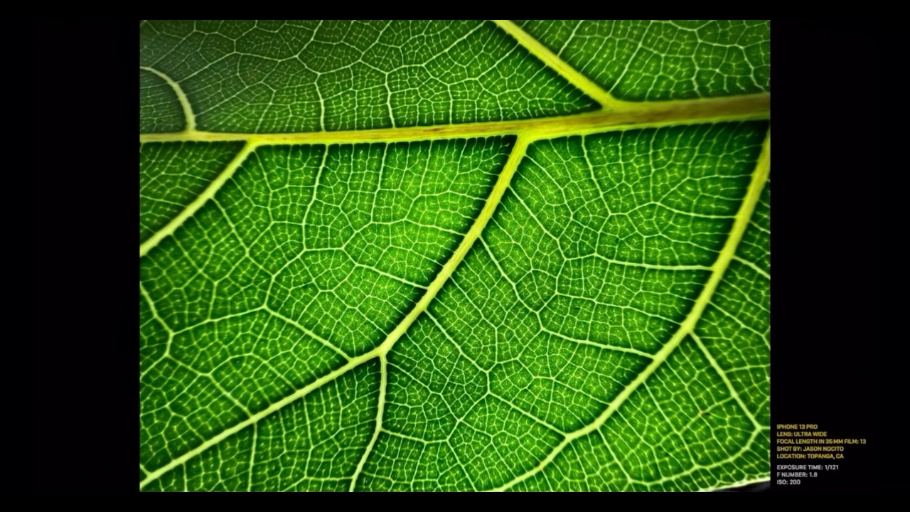 苹果发布会 iphone 13pro微距镜头拍摄样片