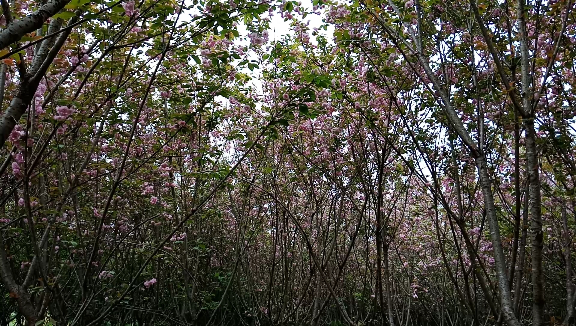 [图]繁花艳丽 终或飘零