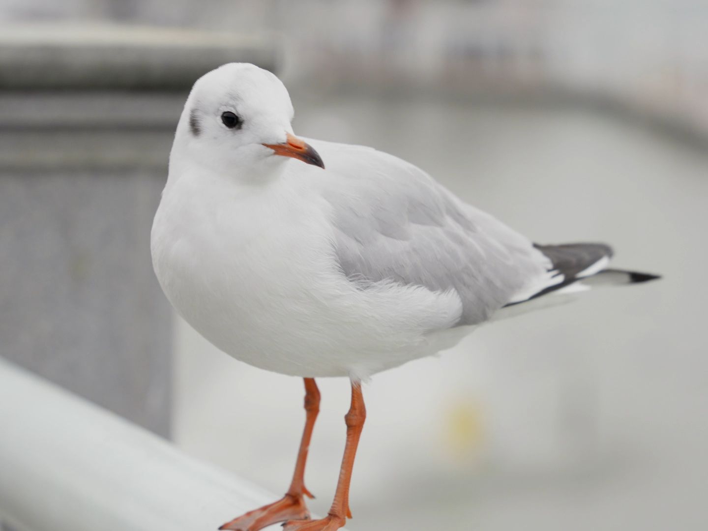 【日常】恰逢滇池红嘴海鸥
