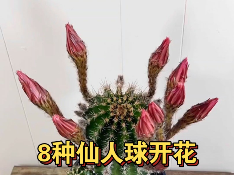 八种仙人球开花过程,多肉的尽头是仙人球哔哩哔哩bilibili