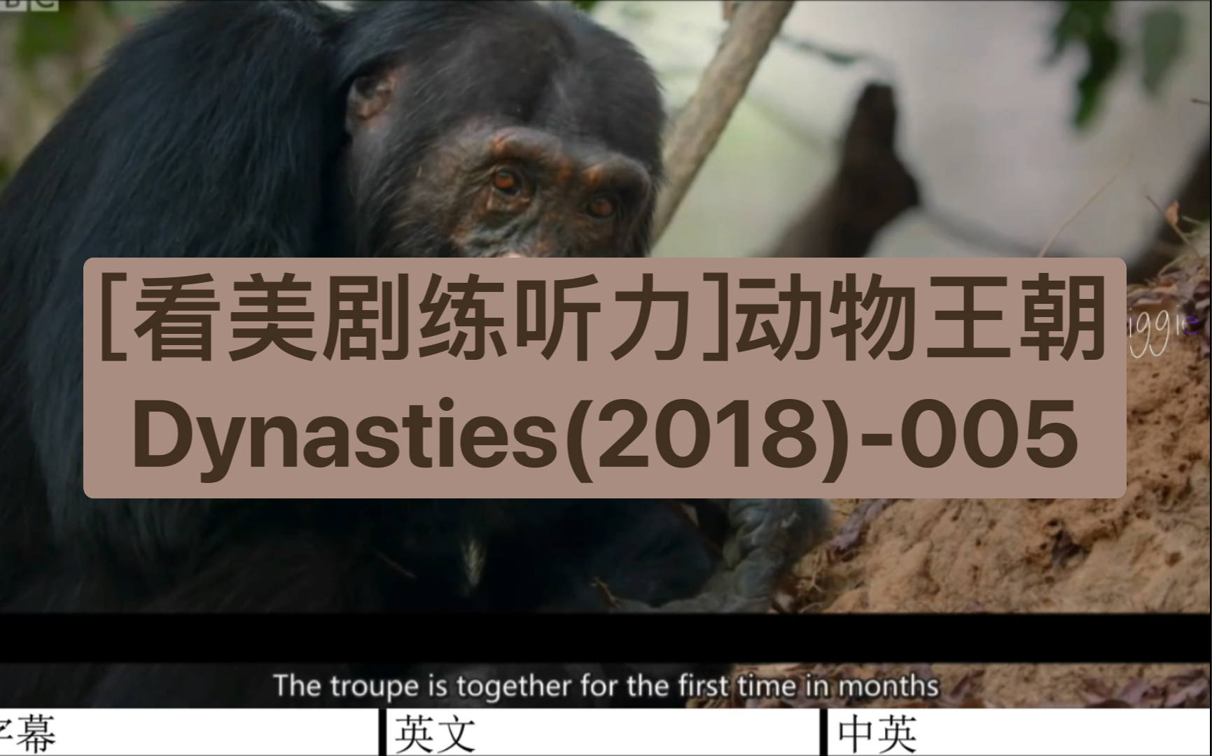 [图][看美剧练听力]动物王朝Dynasties(2018)-005