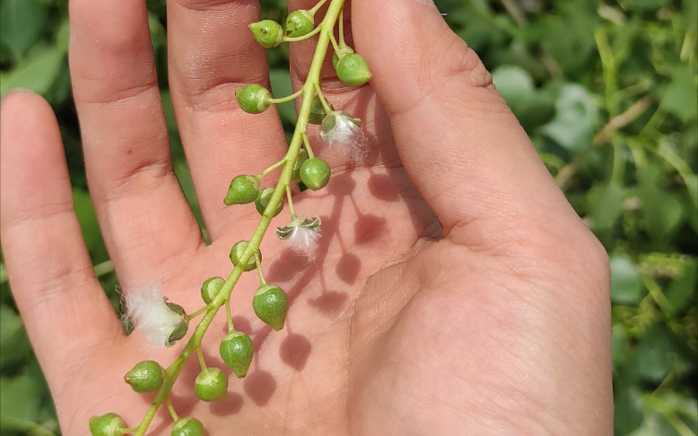 漫天杨絮的来源,就藏在这小果子里面.