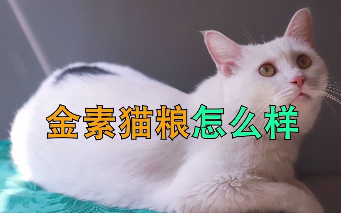 金素猫粮怎么样哔哩哔哩bilibili