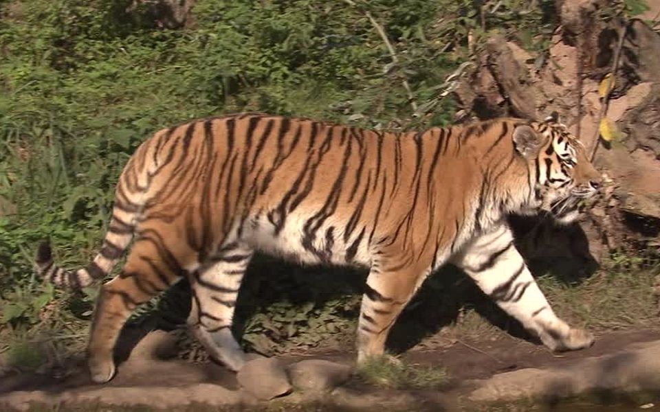 野生东北虎放屁的声音